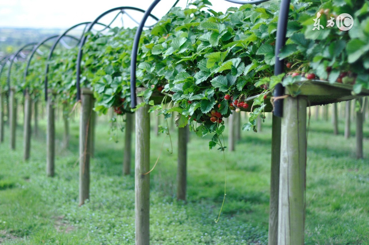 农业物联网有哪些经济效益,农业实现物联网的好处