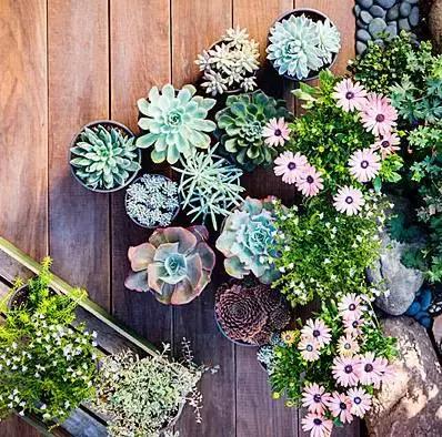 晒伤后的多肉能用芦荟修复吗,多肉从室内搬到室外被晒伤