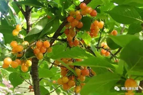 通海大樱桃采摘园优惠团购,响水坝采摘樱桃附近最近地方