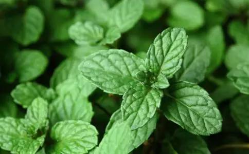 3M驱蚊膏和澳洲aerogard驱蚊水,什么牌子的驱蚊水比较好