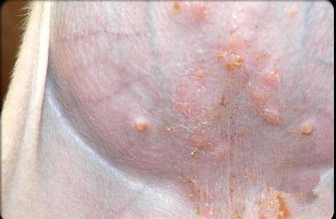 宠物皮肤病哪里能治好啊,宠物医院如何治疗宠物皮肤病