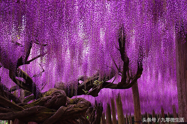 日本最大一棵紫藤图片,最好看的日本紫藤