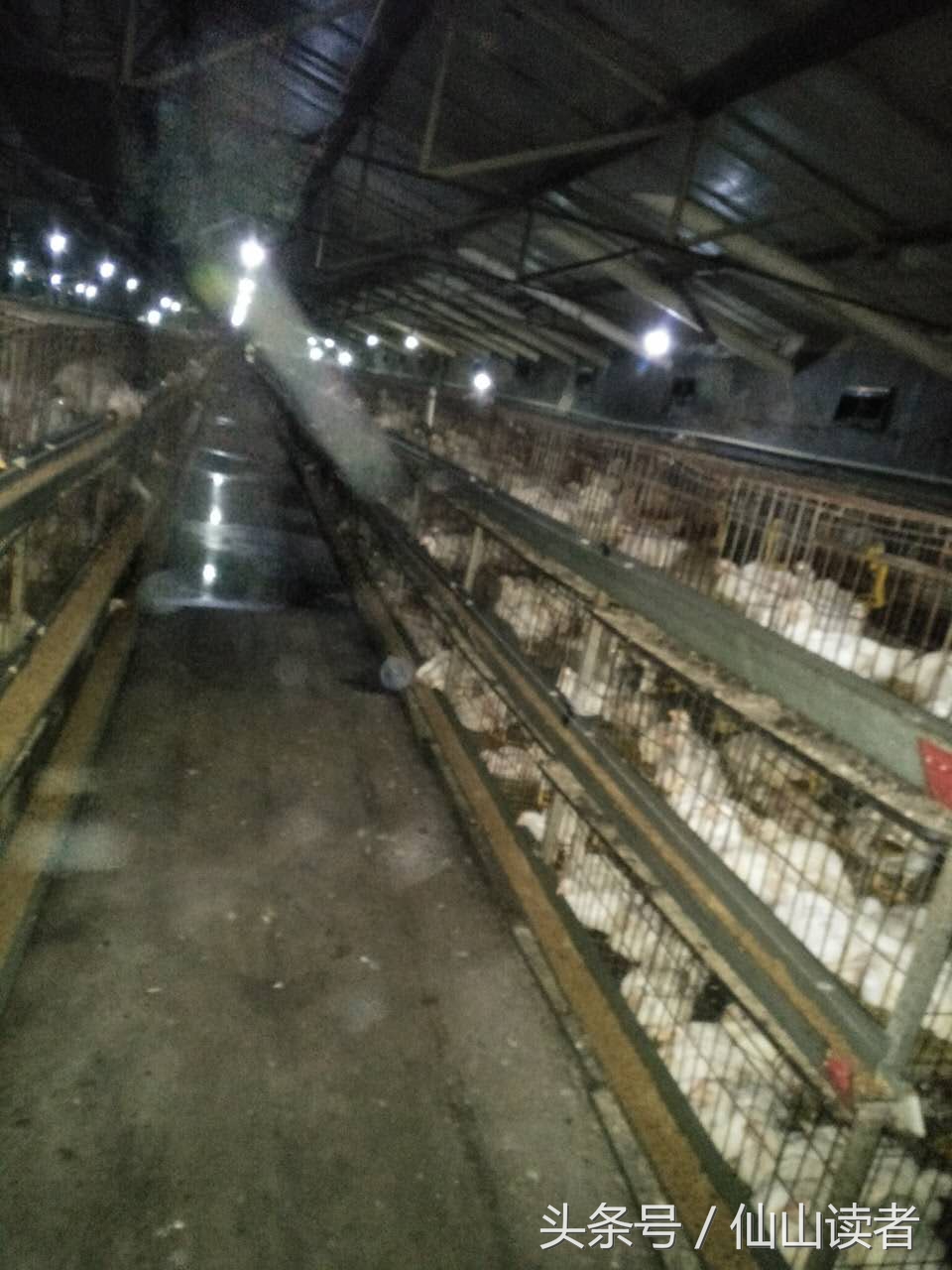 专业禽病技术指导,禽病技术大咖