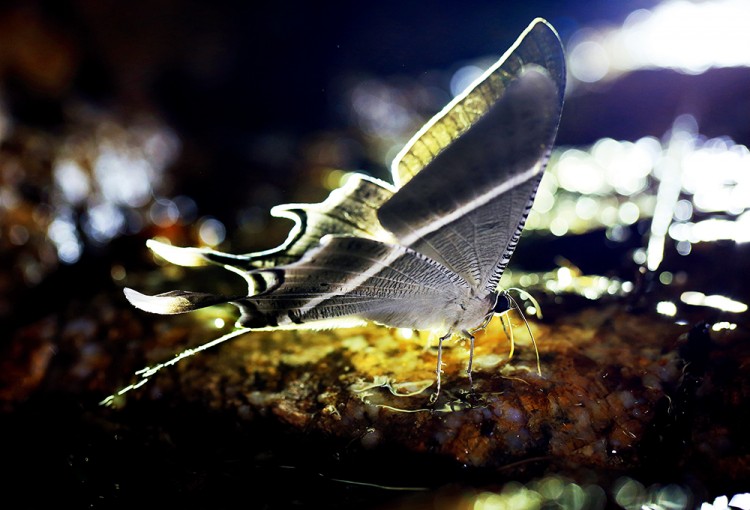 世界物种基因库在什么地方,探秘人类基因