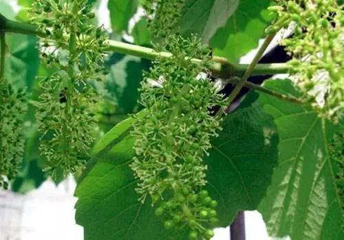 哪个品种的葡萄不易落花落果,葡萄落花落果用什么药