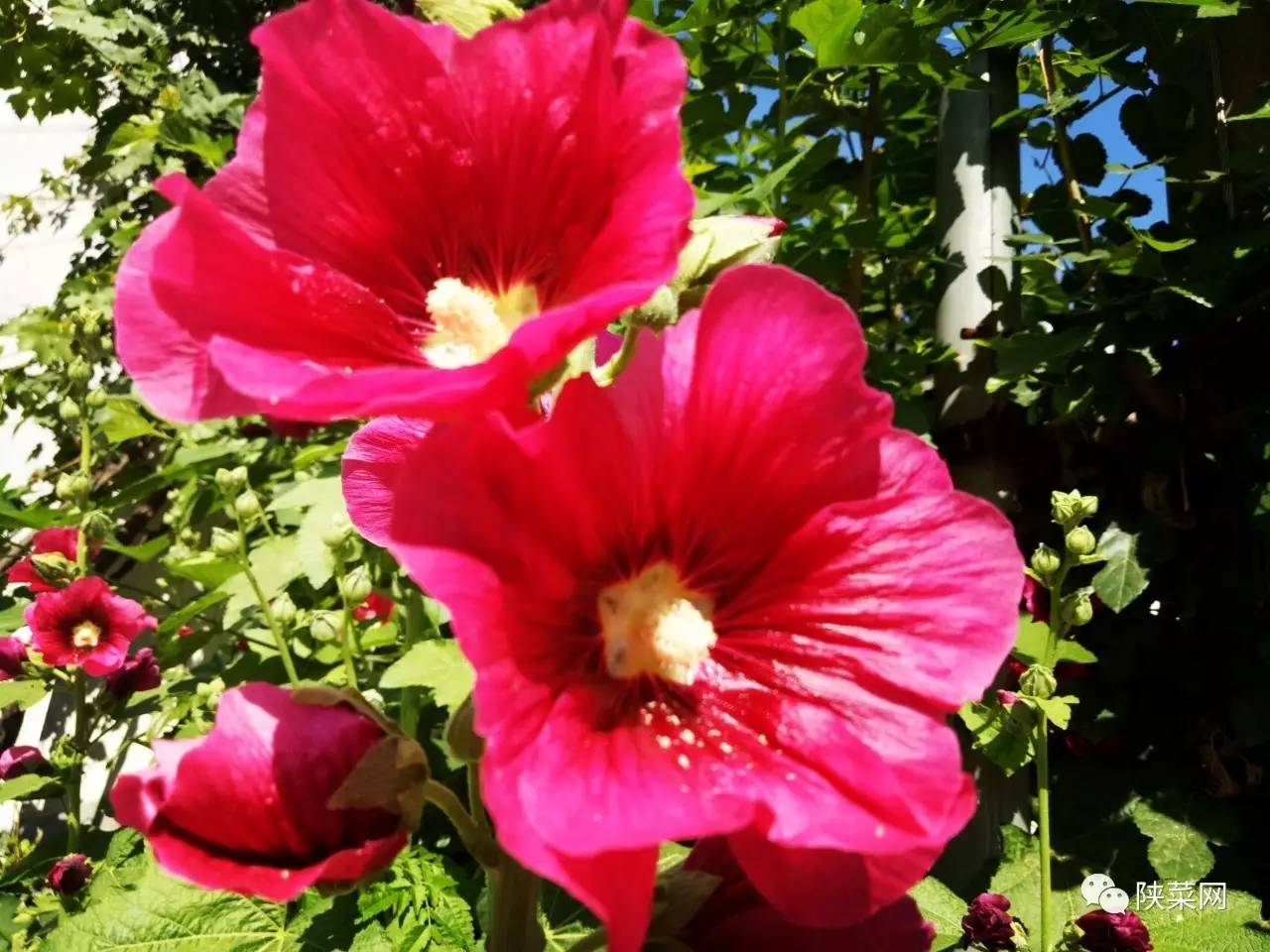 陕菜情缘,陕菜情缘图片