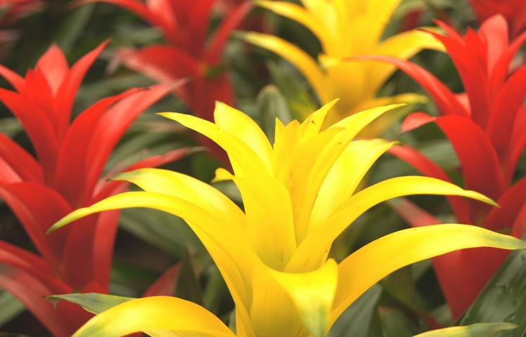 凤梨盆栽怎么养护,观赏凤梨养护