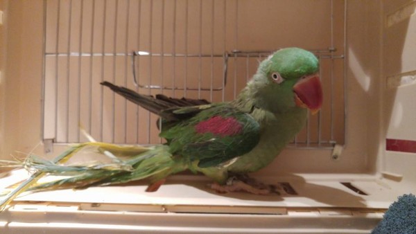 鹦鹉看见自己笼子被砸,鹦鹉看到同伴被猫咬死怎么办