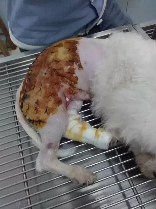 当宠物医生的感受,做宠物医生要什么条件