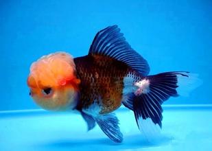 超级可爱的十大萌宠可以在家养,好养又干净的宠物萌宠