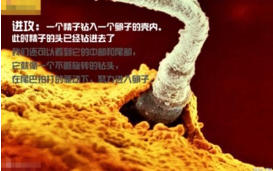 真实拍摄人类胚胎发育过程,10张图带你了解孕育全过程