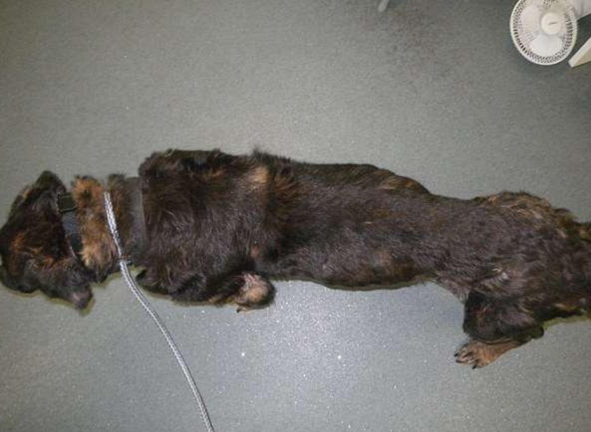 狠心的主人杀病猫,残忍主人将藏獒囚禁12年