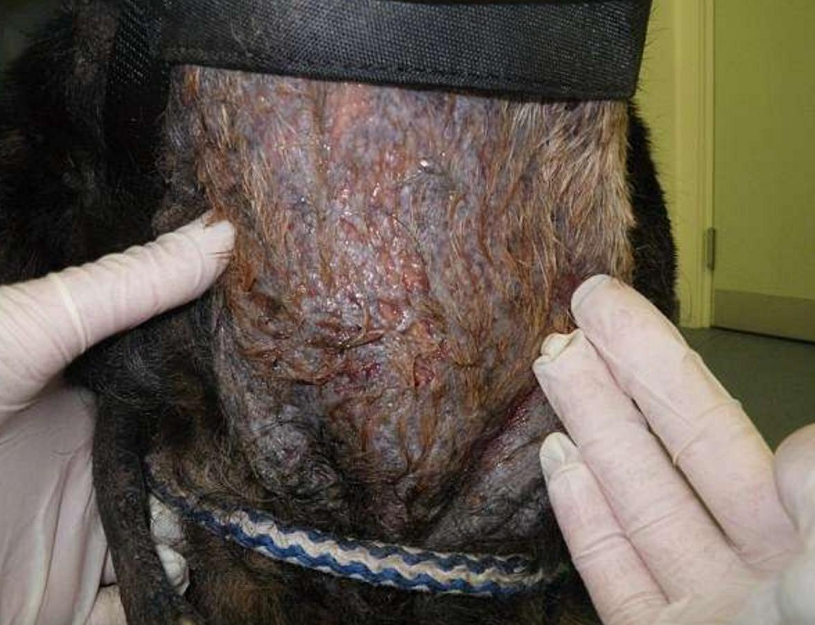 狠心的主人杀病猫,残忍主人将藏獒囚禁12年