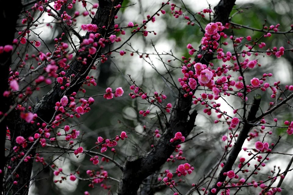 赏梅的正当时候,最是一年春光好踏春赏梅正当时