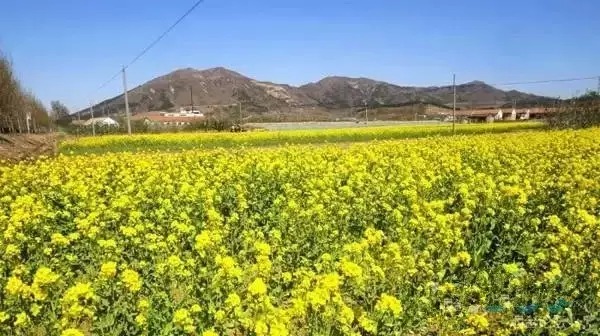 温暖的春天烟台,春天来了呈现出一片花的海洋