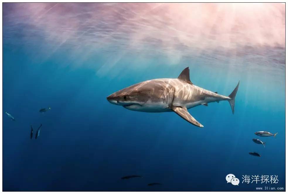 鲨鱼一直游泳会沉入海底吗,海洋生物漫谈内容