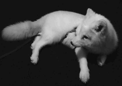 EVENTTIFFANYPATTINSON沉浸式时装宴会秀|AW17GreenCodePreview