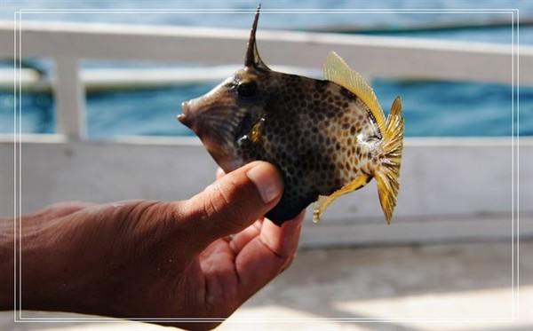 鑿插緥瀹緎urigao娓彛浣嶇疆,鑿插緥瀹鹃暱婊╁矝娴锋嫈澶氬皯