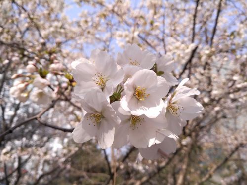 努比亚可弯柔性屏手机评测,努比亚后置双摄手机