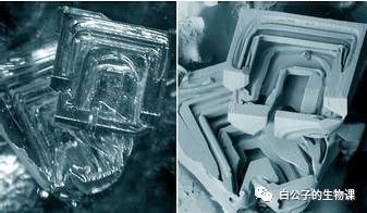 300倍显微镜能观察什么,什么东西可以通过显微镜来观察