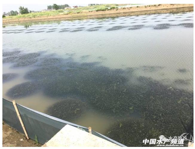 河蟹池塘养殖ph要求,河蟹塘ph值早晚相差多少合适