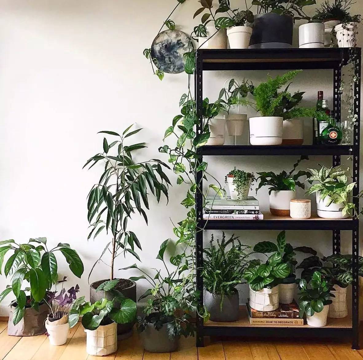 卖的最好的植物店,植物店能买到哪些植物