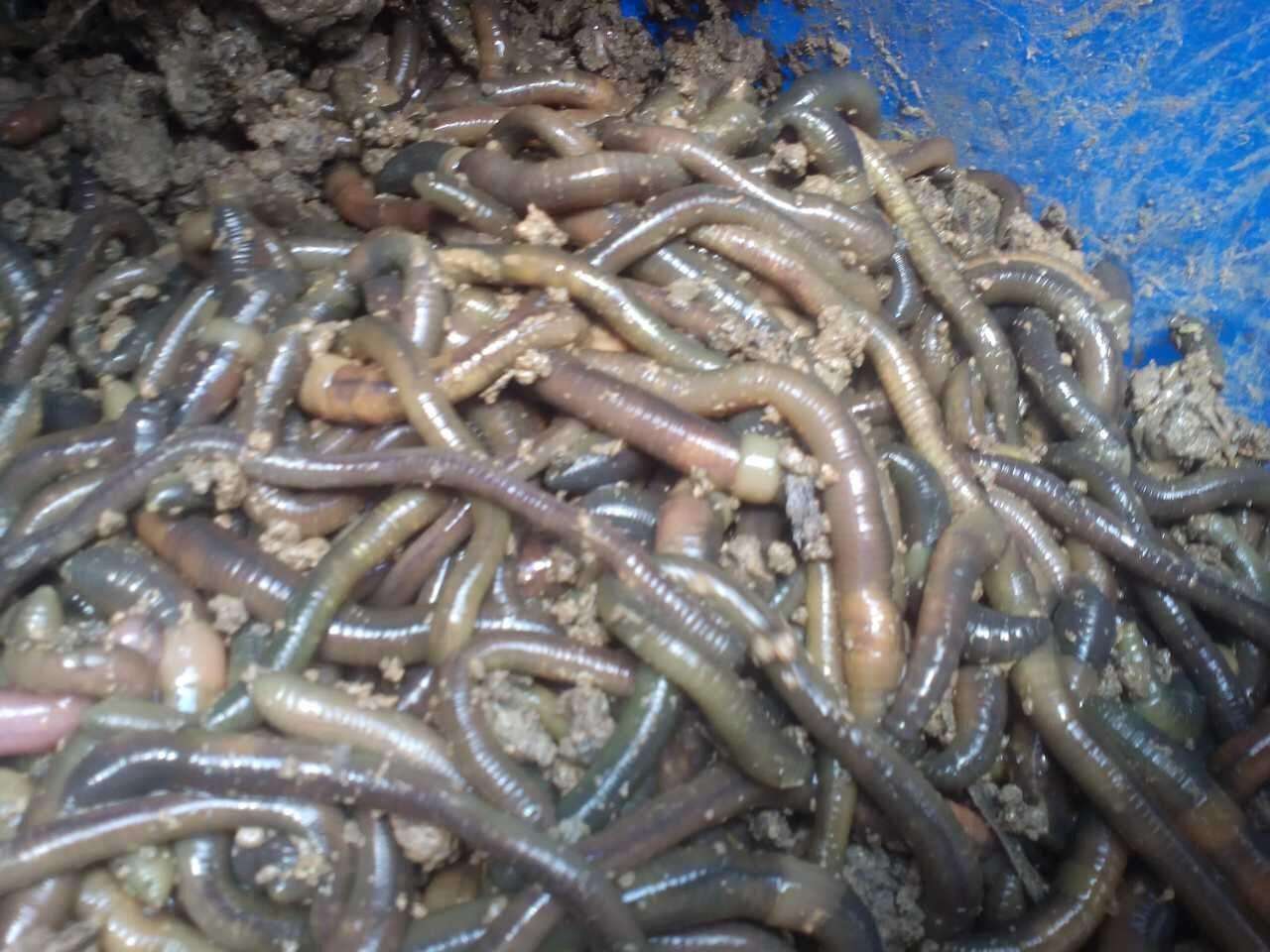 三款令人不可思议的美食,这些神奇的美食让你更惊艳