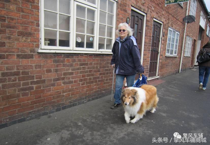 狗狗伤人赔偿标准,车撞了狗狗跑了保险赔吗