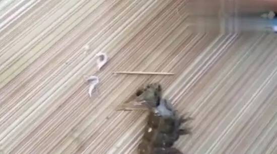 大虾冷冻后还有寄生虫吗,大虾身上有寄生虫怎么办