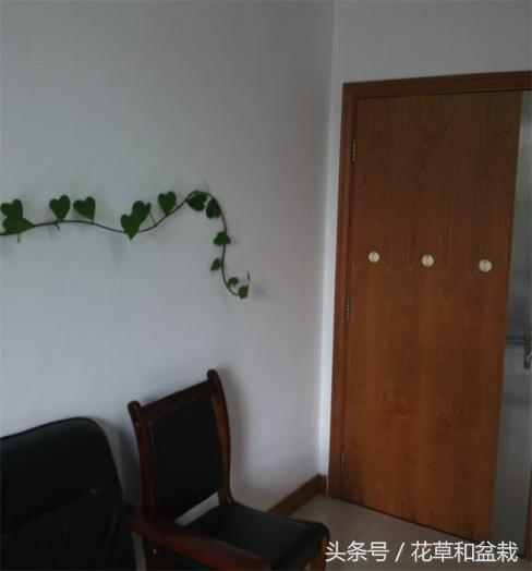 绿萝怎么养才能快速爬墙,盆栽绿萝怎么爬墙