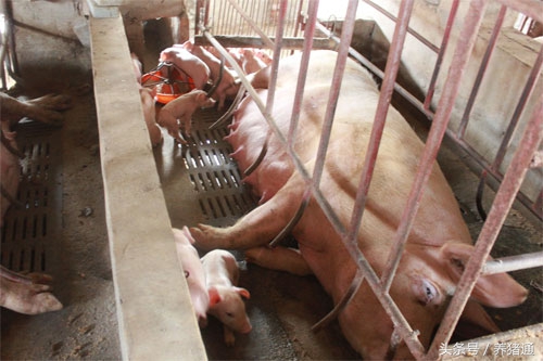 猪场怎么处理才能干净,养好母猪必做到的事儿