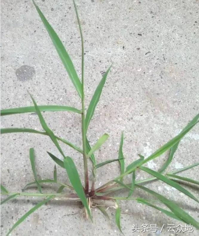 一季稻田间怎样除草更有效,稻田狗尾草怎么除