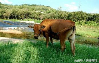 养牛一定要注意防暑降温,夏天养牛高温天气怎么办