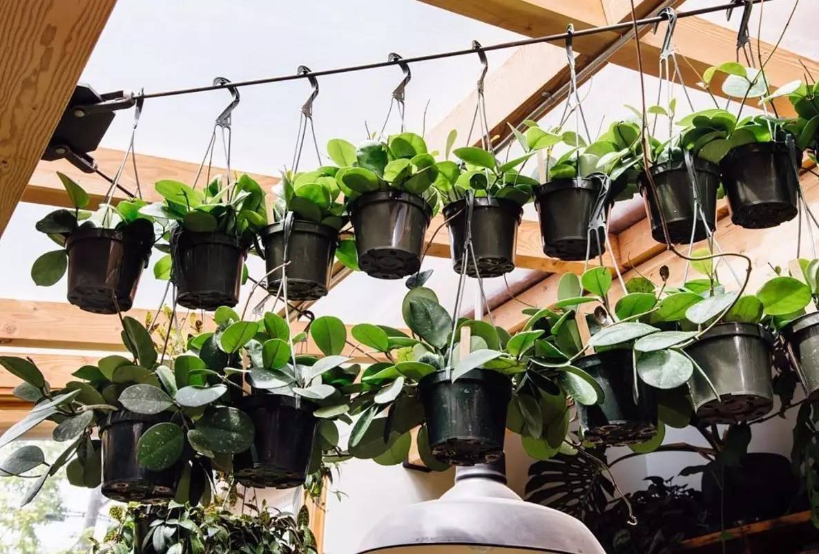 卖的最好的植物店,植物店能买到哪些植物