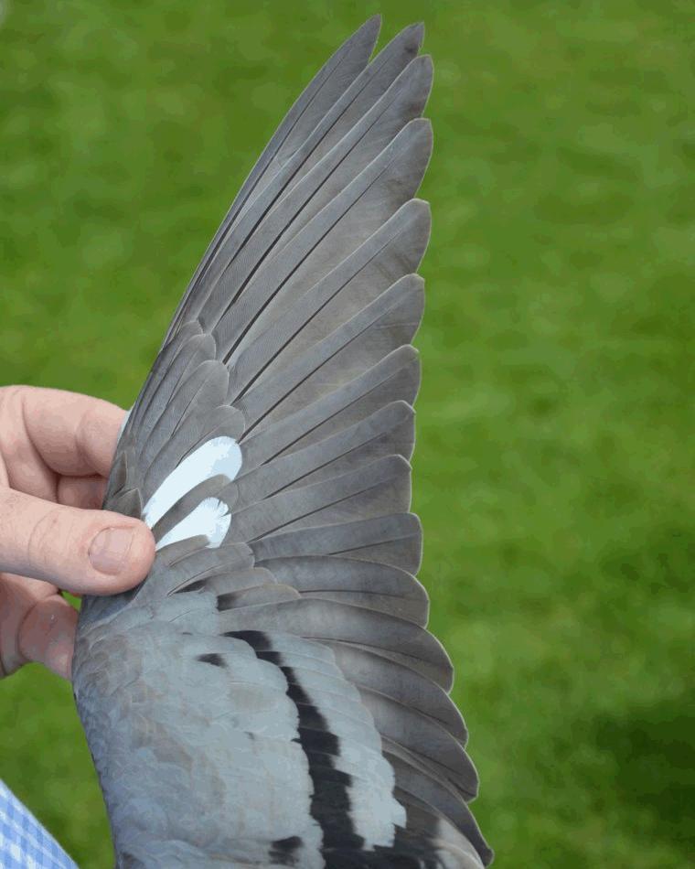 比利时赛鸽比赛视频,比利时赛鸽中长距离有哪些赛事