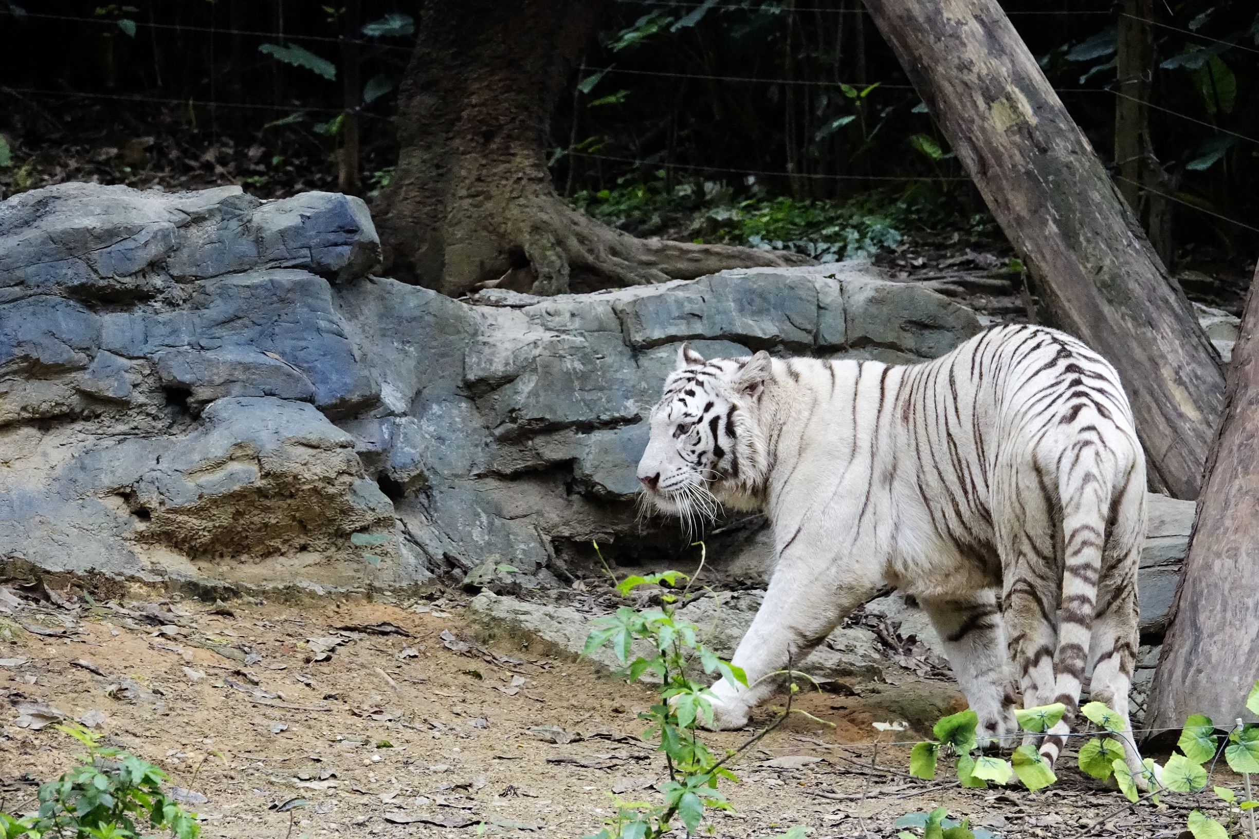 长隆野生动物园观赏攻略,长隆野生动物园需要准备的东西