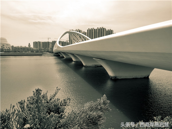 大美青岛之珊瑚贝桥,高清青岛珊瑚贝桥夜景