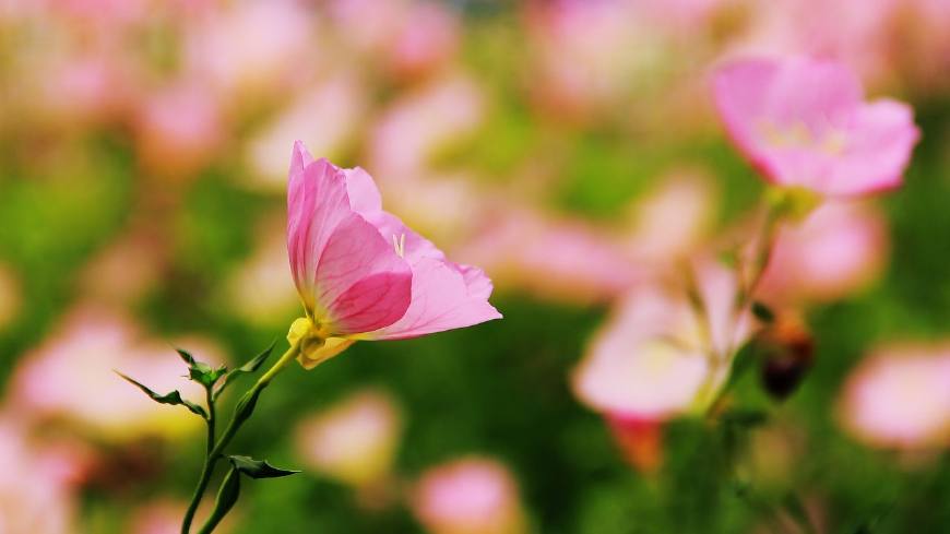 月见草含油量达25.1%含Y~亚麻酸达8.1%，最有开发前景