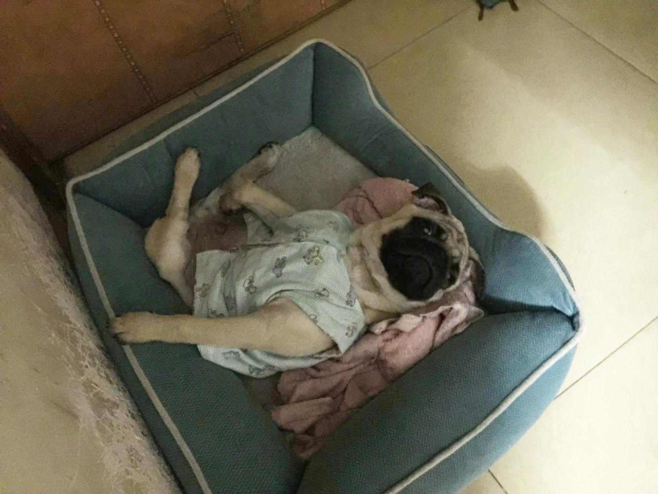 家有傻狗乐趣多,家有傻狗铲屎官的乐趣