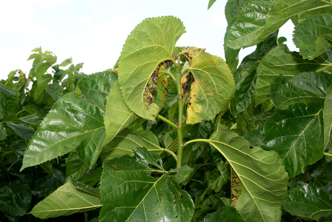 植物青枯病打什么药,植物病害防治的原理