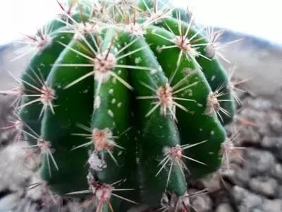 灭蚊药可以喷花卉么,灭蚊剂可以给花卉杀虫吗