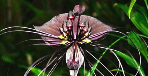 苗木宝,苗木宝贝