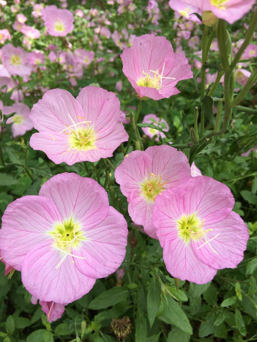 月见草含油量达25.1%含Y~亚麻酸达8.1%，最有开发前景