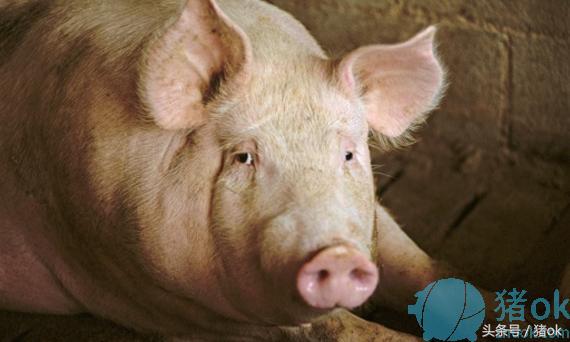 母猪跛脚是怎么回事,母猪跛脚不吃食怎么回事及治疗