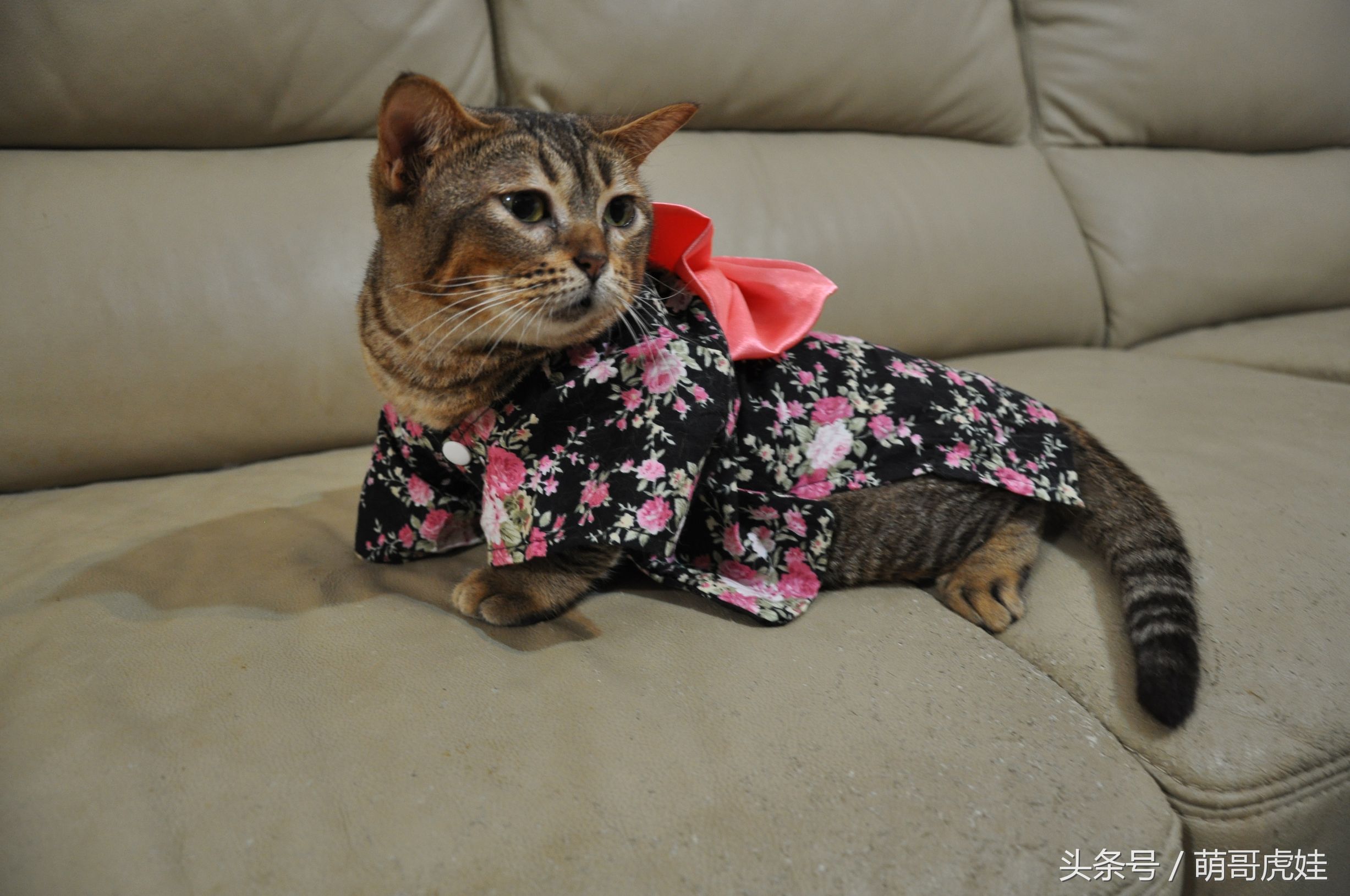 胖乎乎的喵星人妹子，穿上小衣服怎么拍都美美哒，铲屎的边拍照边被萌得满脸血啊