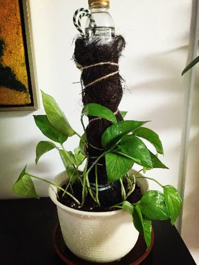 塑料瓶水培绿萝的正确方法,塑料瓶手工制作花瓶养绿萝