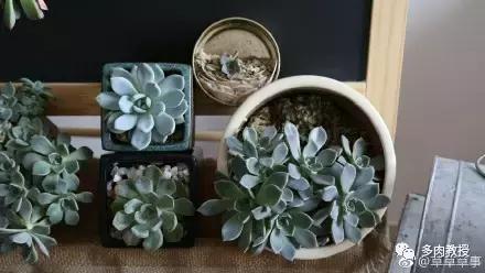 多肉的奇特之处,养的多肉长了蘑菇