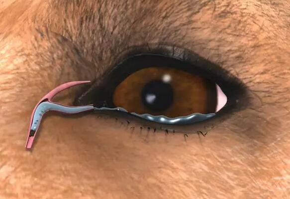 为何它眼旁常有泪痕,不要以为它是爱你爱得深沉!