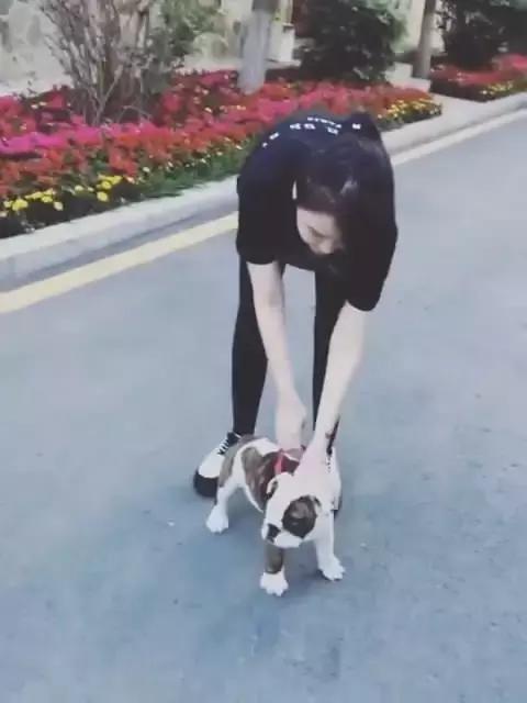 本山大叔赵本山,本山大叔和一猫一狗