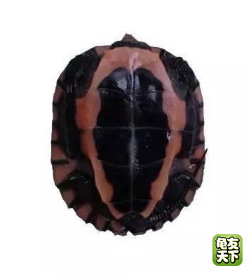 南种石金钱龟苗图,石金钱龟3-4厘米的龟苗怎么养